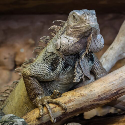 Tierfotografie | FOTOSTUDIO GERTH