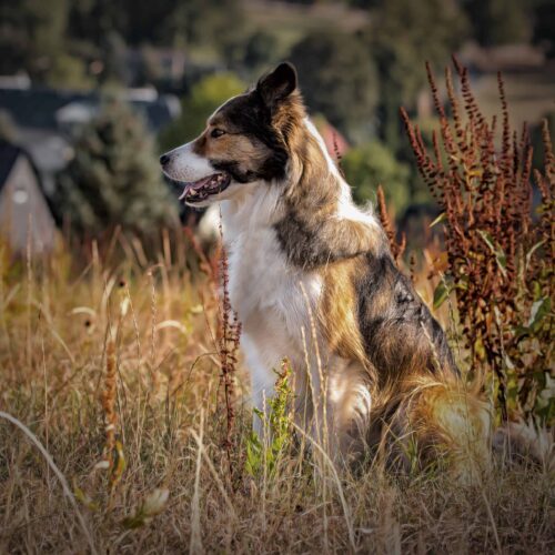 Tierfotografie | FOTOSTUDIO GERTH